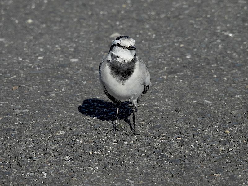 ハクセキレイちゃん