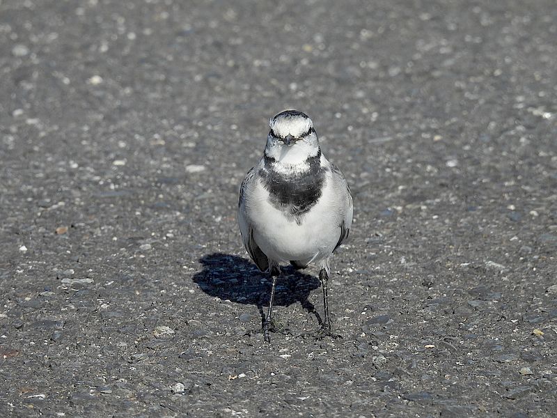 ハクセキレイちゃん