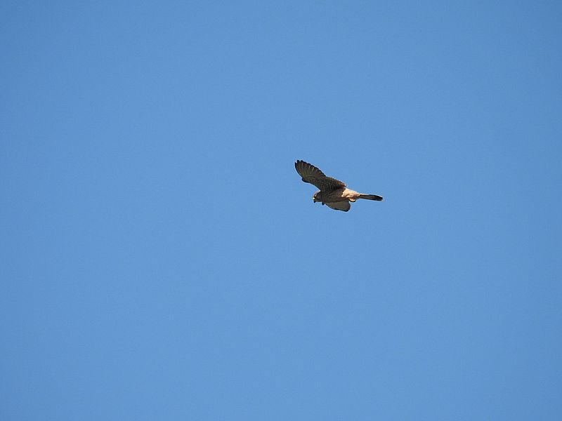 チョウゲンボウのポコちゃん