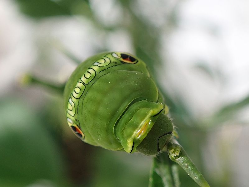 ナミアゲハの終齢芋ちゃん