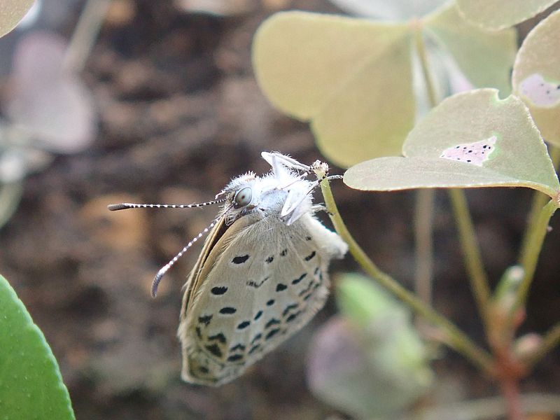 ヤマトシジミちゃん
