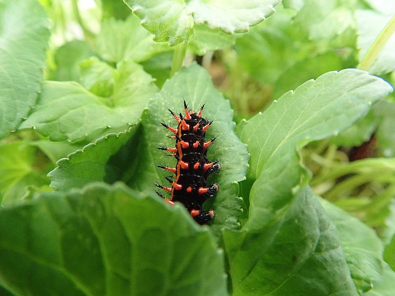 ツマグロヒョウモンの芋ちゃん