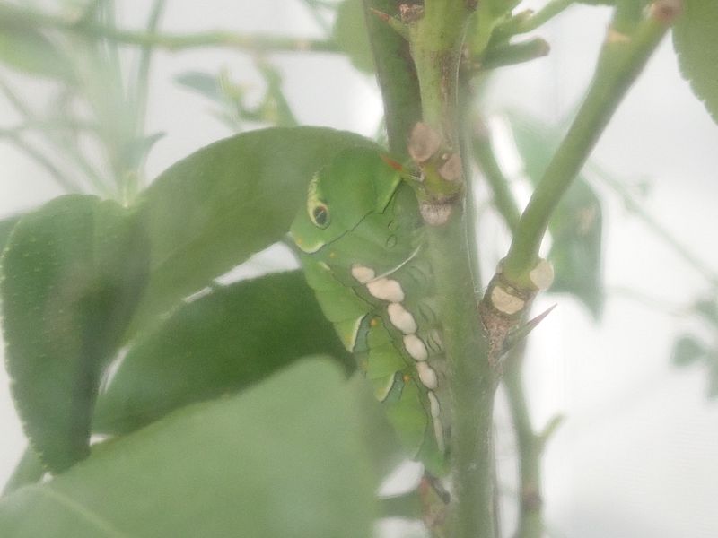 今年最後の前蛹ちゃん