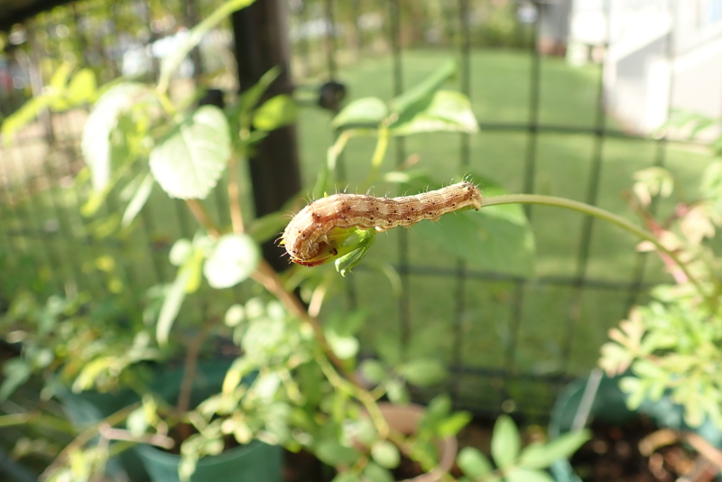 オオタバコガの芋ちゃん
