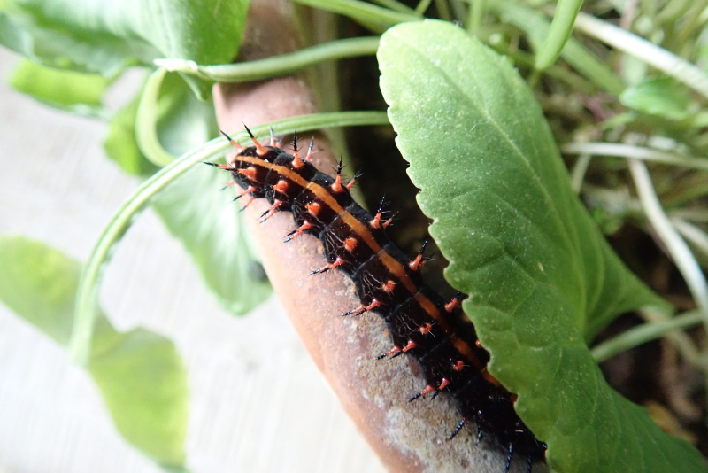 ツマグロちゃん