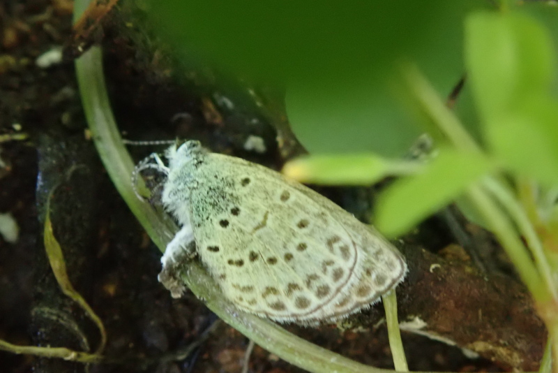 ヤマトシジミちゃん