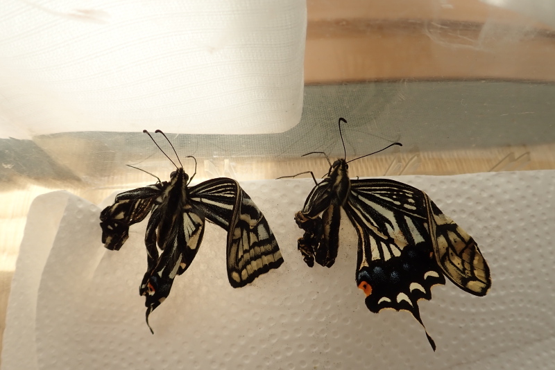 夏型87号ちゃんと88号ちゃん