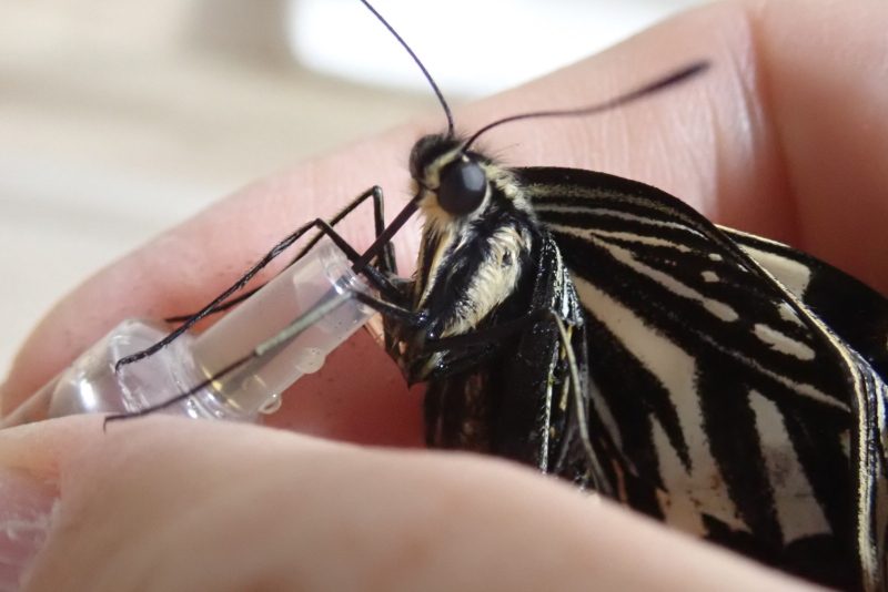 夏型87号ちゃん