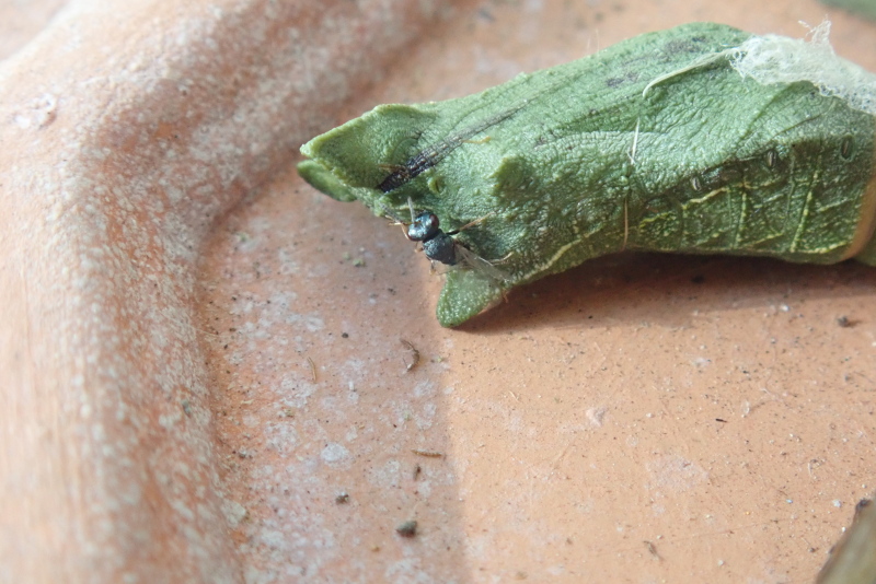 ナミアゲハの蛹