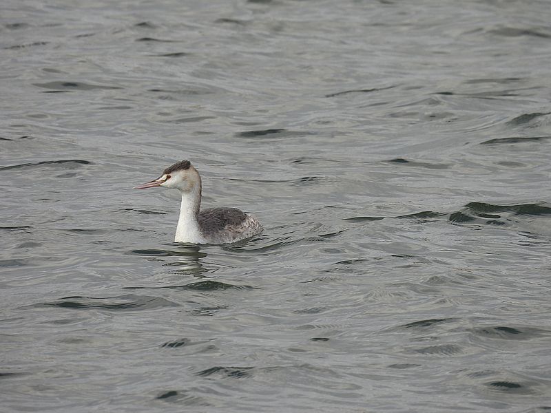 カンムリカイツブリちゃん