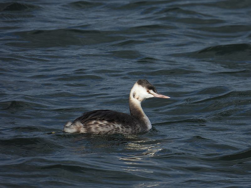 カンムリカイツブリの若ちゃん