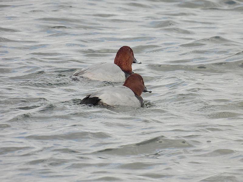 ホシハジロちゃん