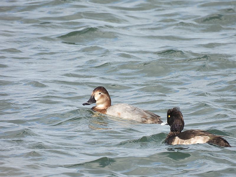 ホシハジロの姫