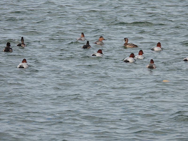 スズガモ子ちゃんが混じってる