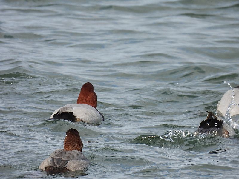 ホシハジロちゃん