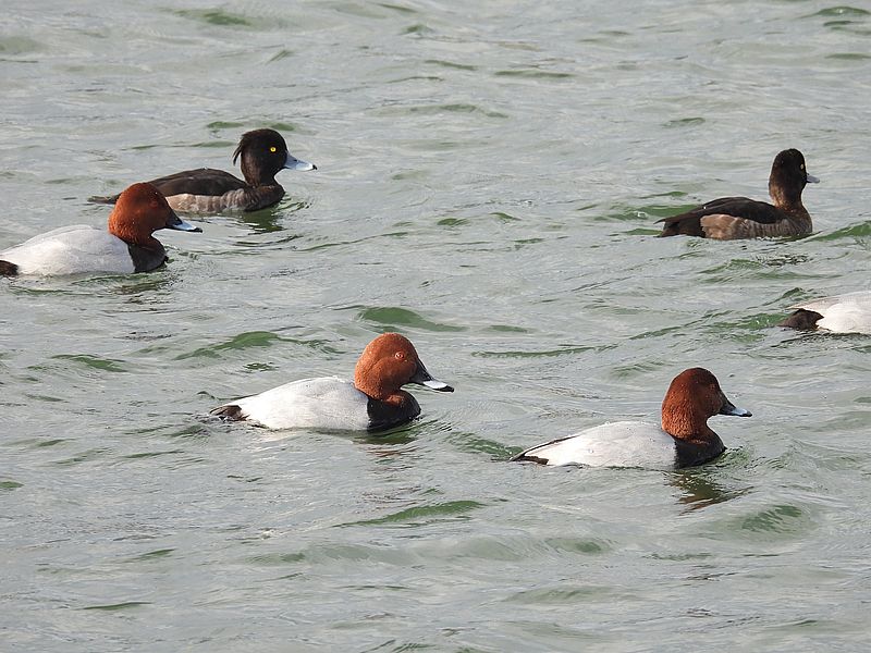 キンクロさんとホシハジロちゃん