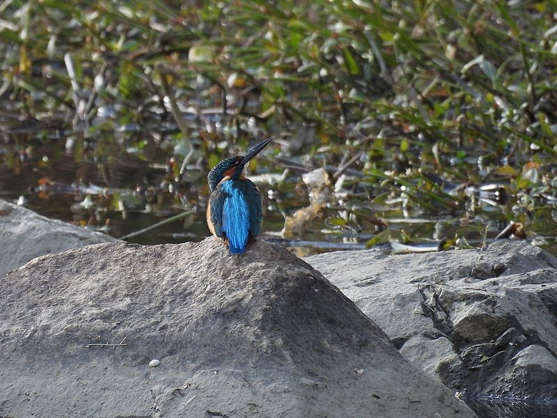 カワセミちゃん