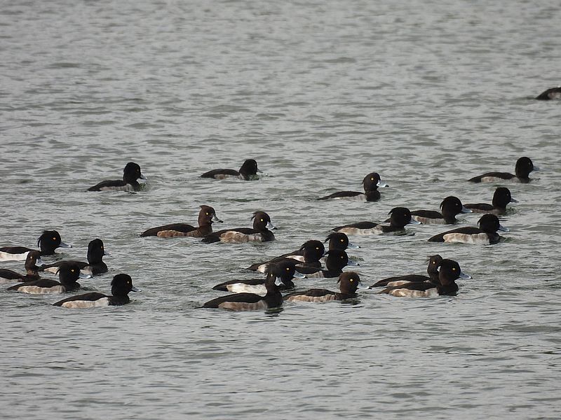 キンクロさんだった