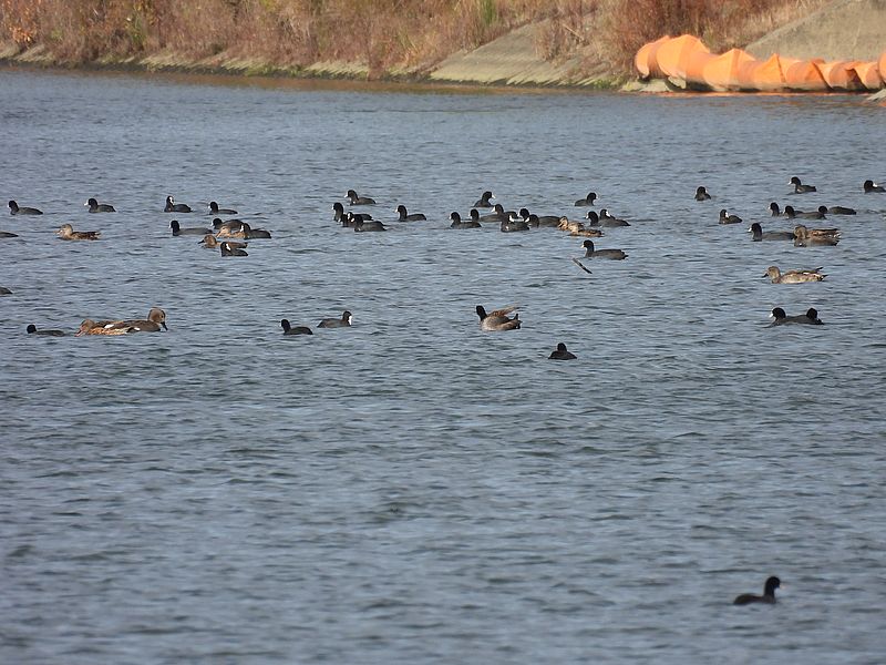 オオバンちゃんとオカヨシさん