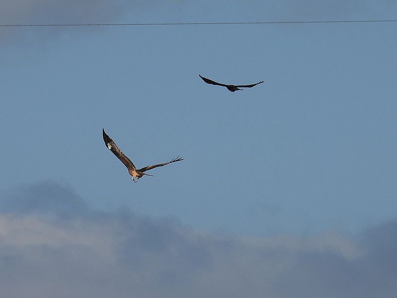 トビちゃんとカラヤン