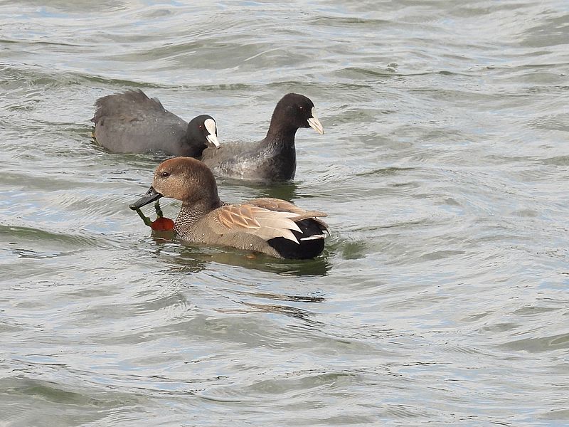 オオバンちゃんとオカヨシさん