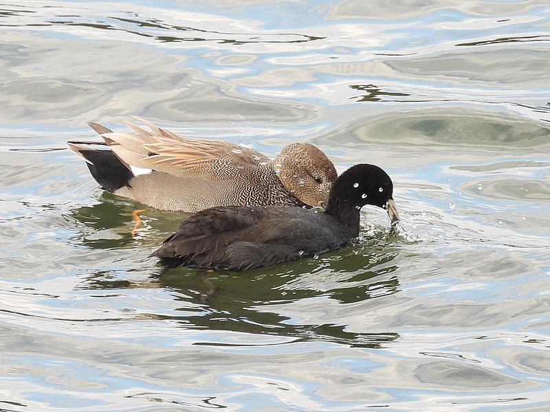 オオバンちゃんとオカヨシさん
