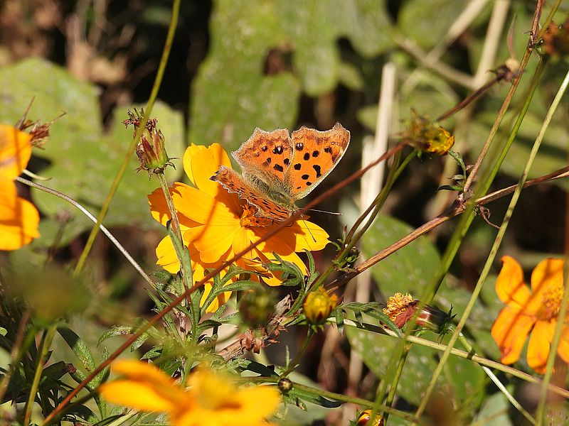 キタテハちゃん