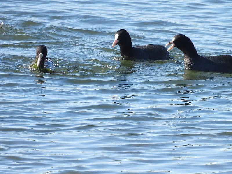 オオバンちゃん