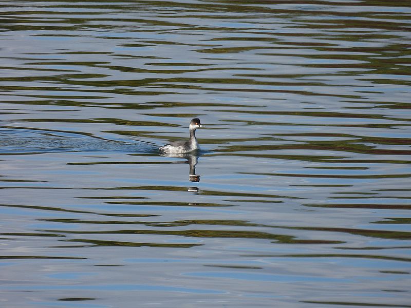 ハジロカイツブリちゃん