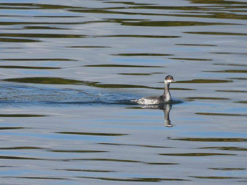 ハジロカイツブリちゃん