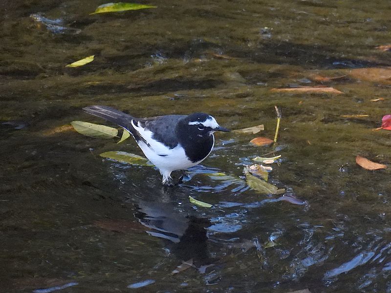 セグロセキレイちゃん