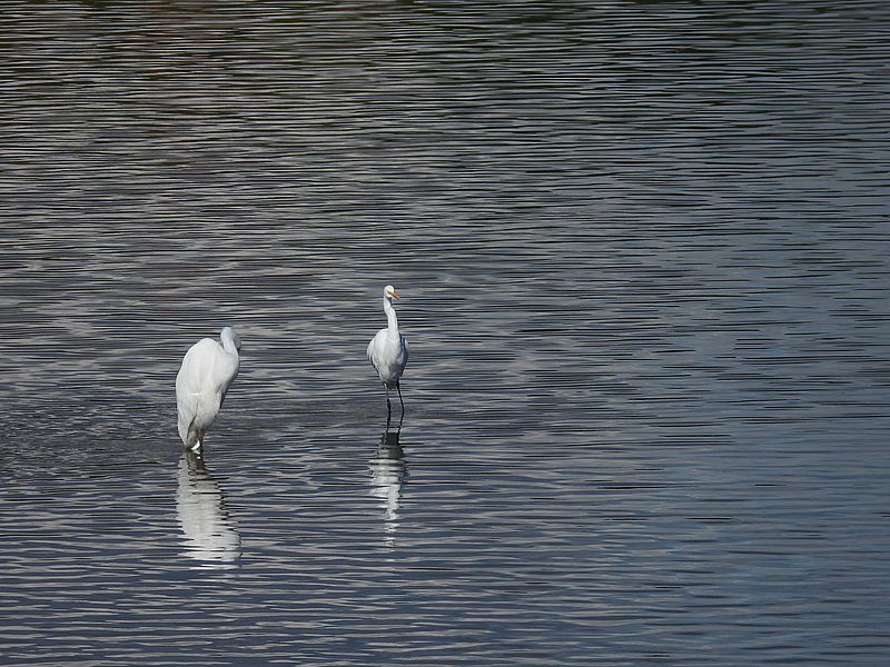 チュウダイサギちゃん