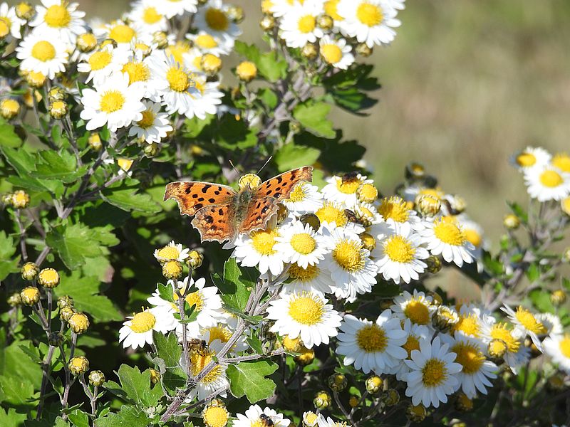 キタテハちゃん