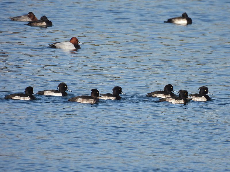 キンクロさんとホシハジロちゃん