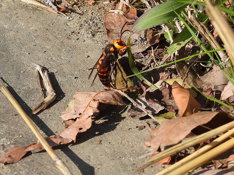 オオスズメバチさん