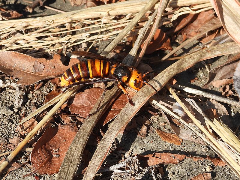 オオスズメバチさん