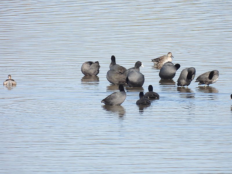 オオバンちゃん、カイツブリちゃん、コガモちゃん
