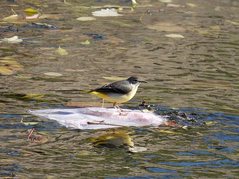 キセキレイちゃん