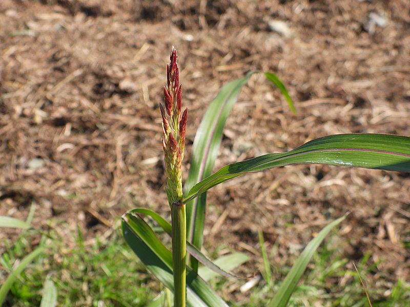 セイバンモロコシ