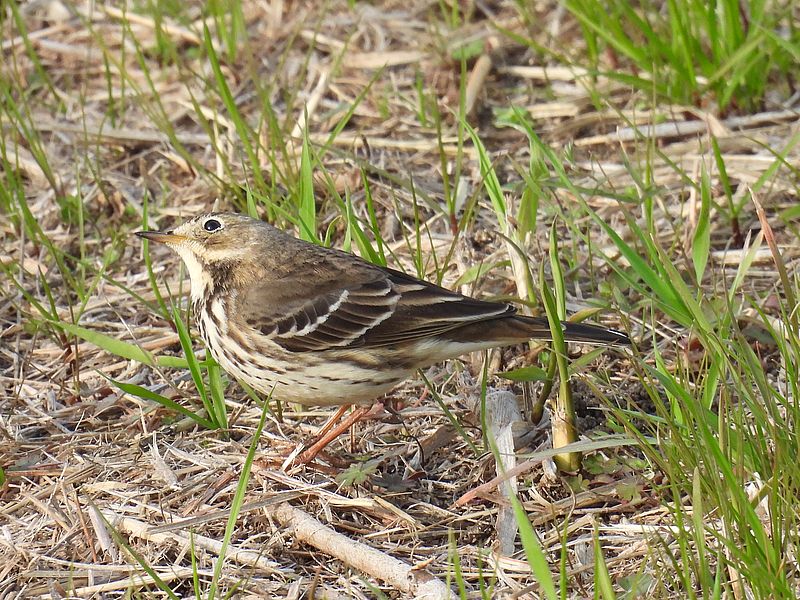 タヒバリちゃん