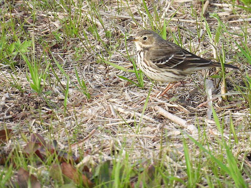 タヒバリちゃん