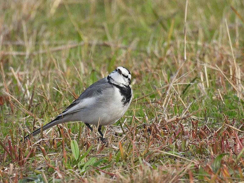 ハクセキレイちゃん