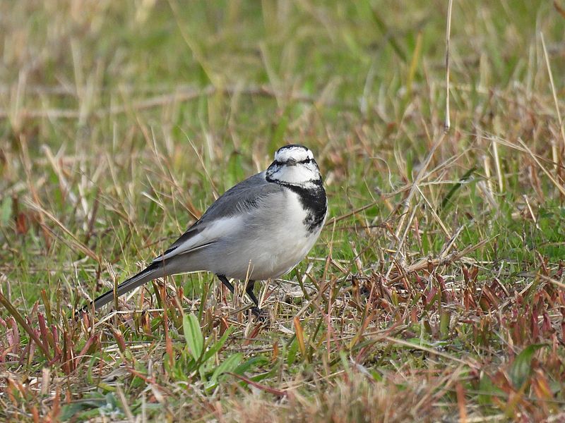 ハクセキレイちゃん