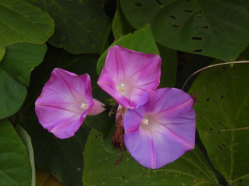 リュウキュウアサガオ