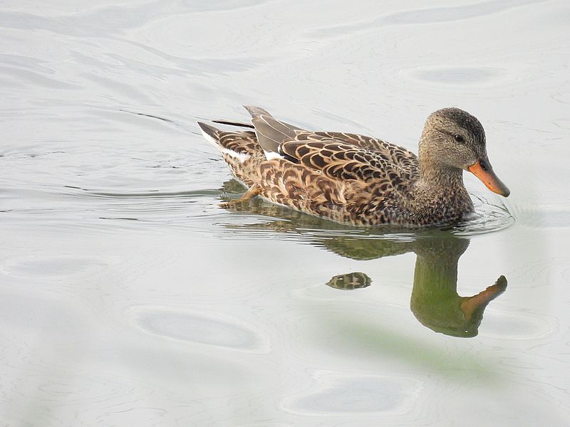 オカヨシ子ちゃん