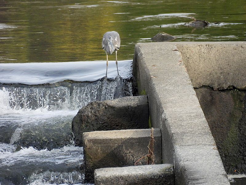 アオサギ若先生