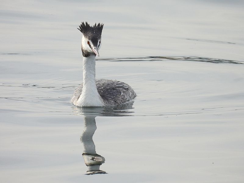 カンムリカイツブリちゃん