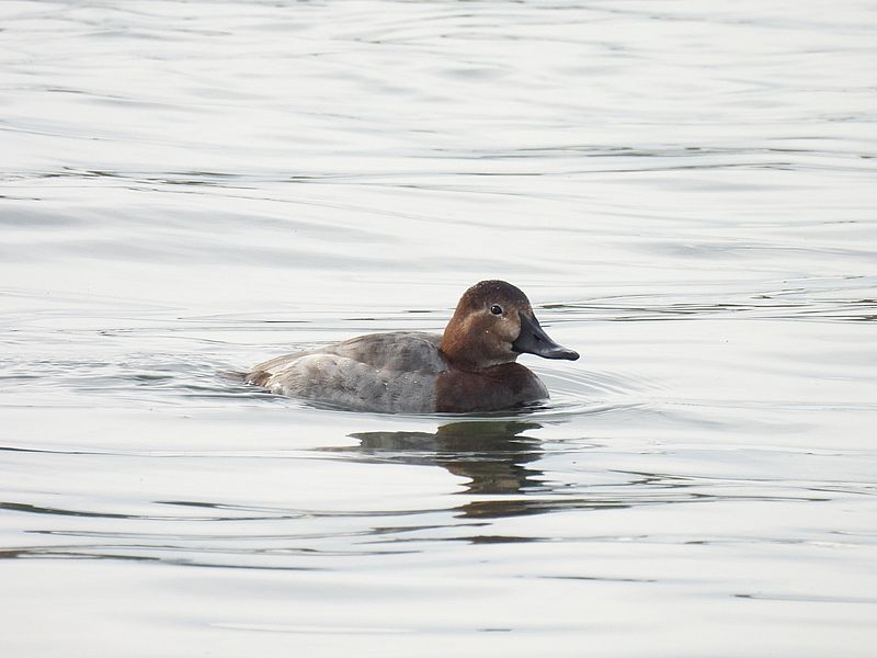 ホシハジロの姫