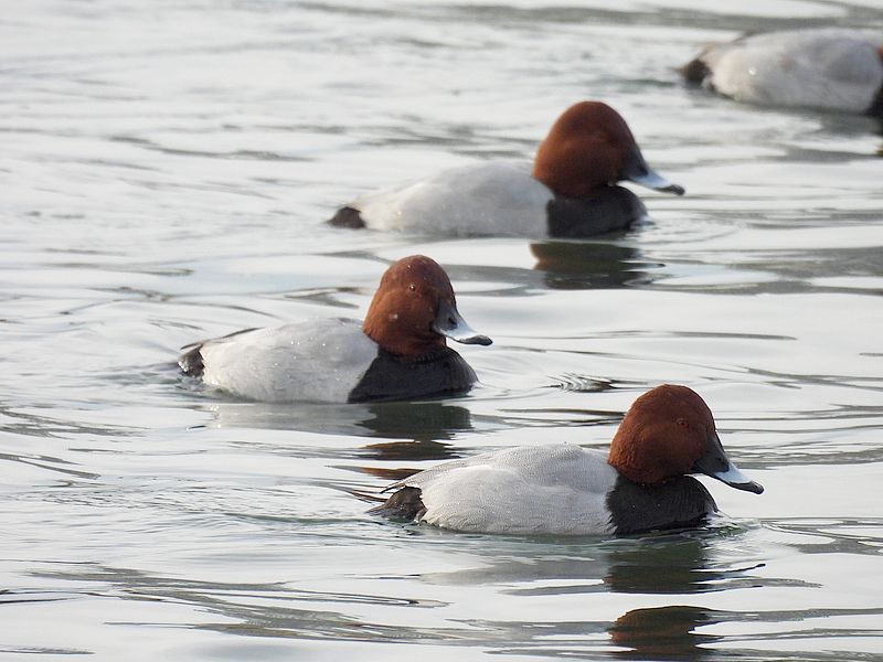 ホシハジロちゃん