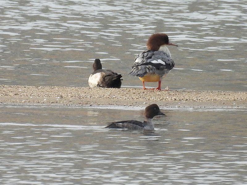 カワアイサちゃん